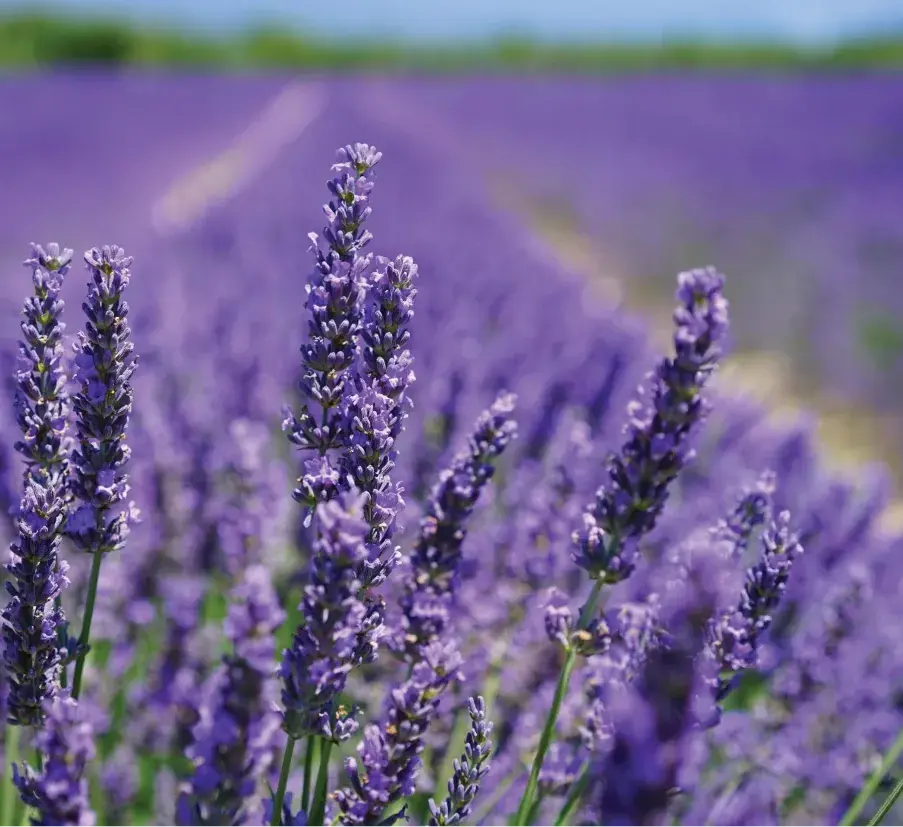 Lavender