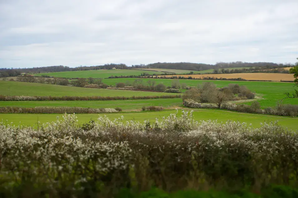 field