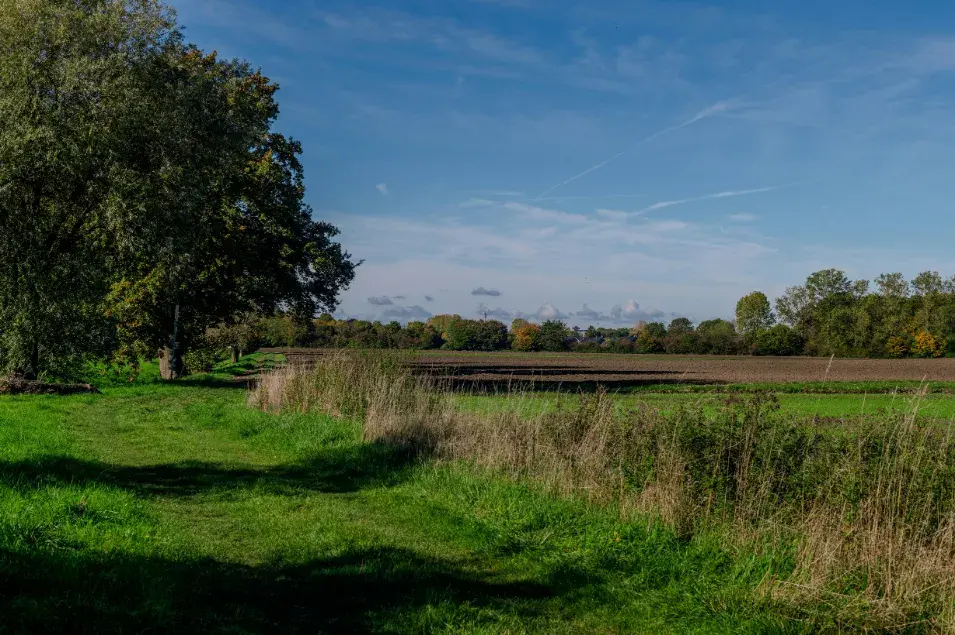 Brown Field